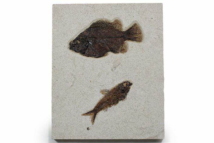 Multiple Fossil Fish (Cockerellites & Knightia) - Wyoming #349257